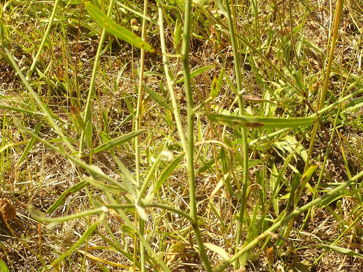 Chondrilla juncea (Asteraceae)
